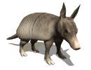 Image result for Armadillo Clip Art