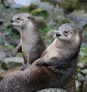 Image result for Royal Otter