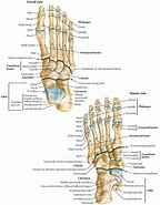 Image result for Human Skeleton Feet