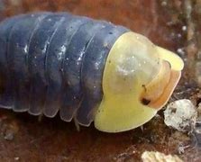 Image result for Isopods as Pets