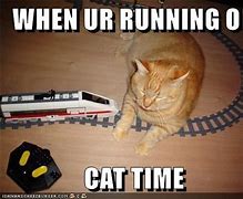 Image result for Cat Running Meme