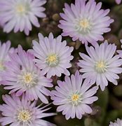 Delosperma Beaufort West-க்கான படிம முடிவு