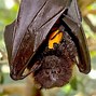 Image result for Rodrigues Flying Fox