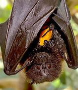 Image result for rodrigues fruit bats diet