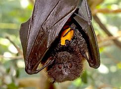 Image result for Giant Fruit Bat Scary