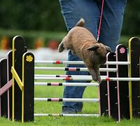 Image result for Rabbit Show Jumping