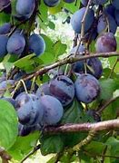 Image result for Prunus domestica Belle de Thuin