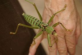 Image result for Cricket Common Predator