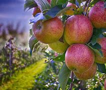 Image result for Large Apple Fruits