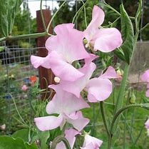 Image result for Pink Sweet Pea