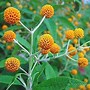 Bildergebnis für Buddleja globosa