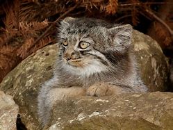 Image result for Pallas Cat in Rocks