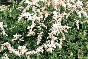 Image result for Astilbe thunbergii Prof. van der Wielen