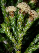 Image result for Helichrysum tumida