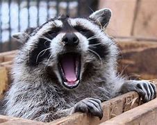 Image result for Funny Raccoon Wallpaper