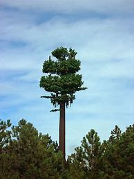 Image result for Pine Tree Tower