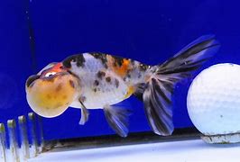 Image result for Calico Bubble Eye