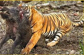 Image result for Attack Tiger Hunting Man