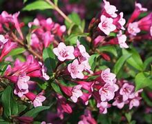 Image result for Best Flowering Trees and Shrubs