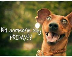 Image result for TGIF Dog Meme