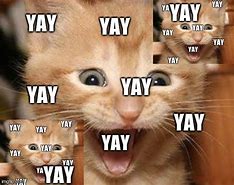 Image result for Excited Cat Meme No Words