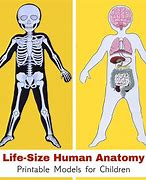 Image result for Life-Size Human Body Printable