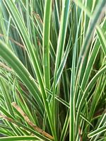 Image result for Carex brunnea Variegata