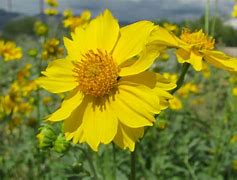 Image result for Wildflower Tucson