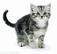 Image result for Kitten with White Background