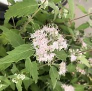Image result for Caryopteris clandonensis Pink Perfection