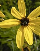 Image result for Coreopsis tripteris