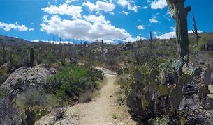 Image result for Cactus Forest Trail