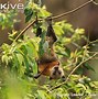 Image result for Flying Fox Animal