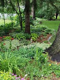 Image result for Small Shade Garden Ideas