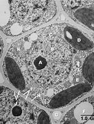 Image result for Cellular Scales