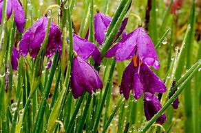 Image result for Olsynium douglasii Album