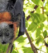 Image result for Fruit Bat Species