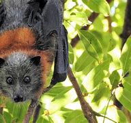 Image result for Black Fruit Bat Face