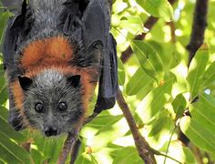 Image result for Fox Fruit Bat