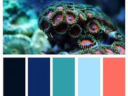 Image result for Coral Color Scheme