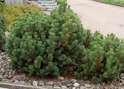 Image result for Pinus mugo pumilio