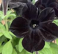 Image result for PETUNIA BLACK