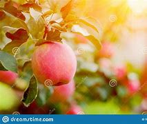 Image result for Bright Pink Apple's