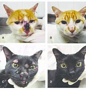 Image result for cat�stasis