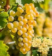 Image result for Riesling Pflanze