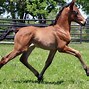 Image result for Andalusian Horse