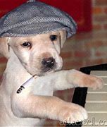 Image result for Dog Playing Piano Meme