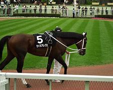 Image result for Horse Racing HD