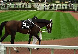 Image result for Horse Racing Wallapepr