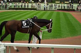 Image result for Horse Racing Pictures Free